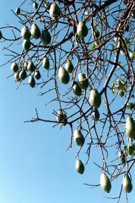 Ceiba speciosa (samohú, frutos)